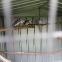 Ringneck Pairs and Singles