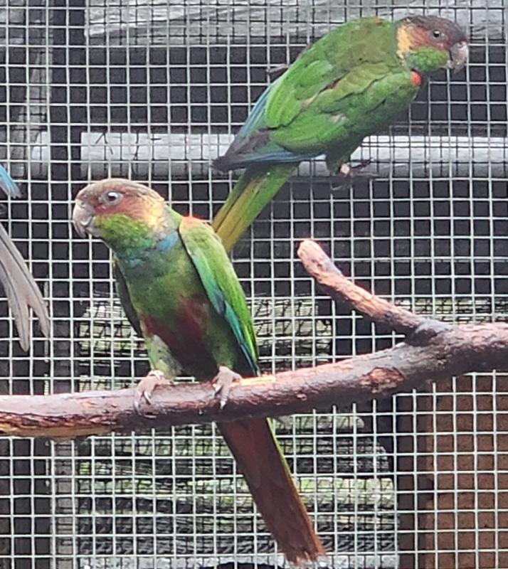 Conures. Blue throats and Violet greencheeks