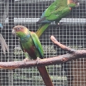 Conures. Blue throats and Violet greencheeks
