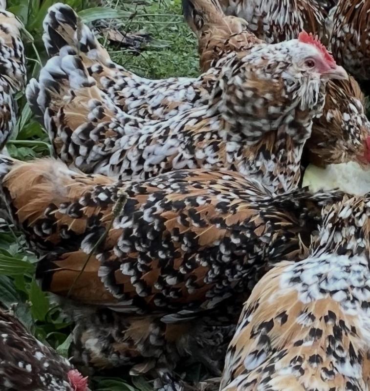 Belgium Duccle milli fleur bantams