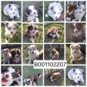 Australian shepard 3/4 - border collie 1/4