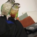 Green cheek conure