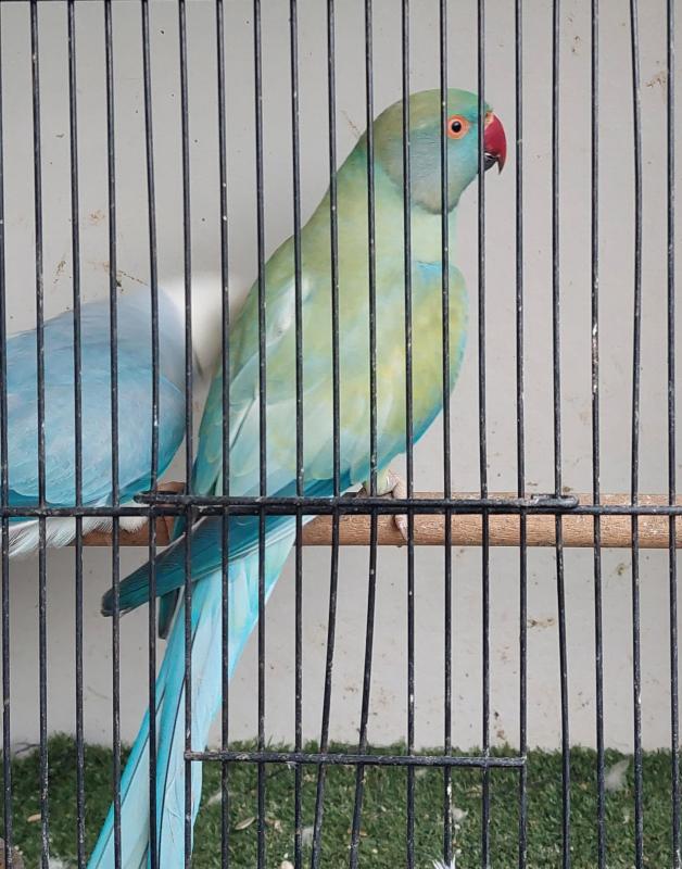 Mutation Ringnecks