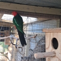 Male King Parrot