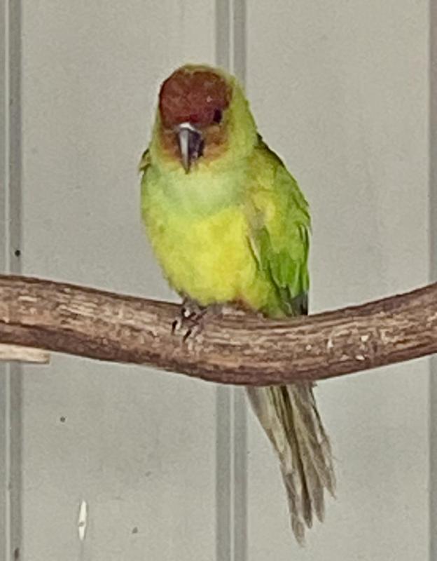 FADED NANDAY CONURE COCK - SELL, OR BUY FEMALE