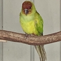 FADED NANDAY CONURE COCK - SELL, OR BUY FEMALE