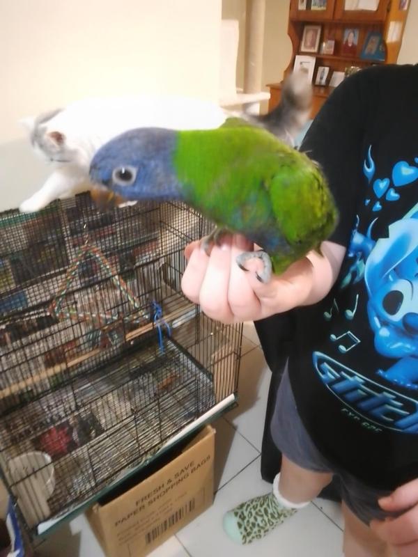 Baby hand raised blue front rainbow lorikeet