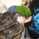 Baby hand raised blue front rainbow lorikeet