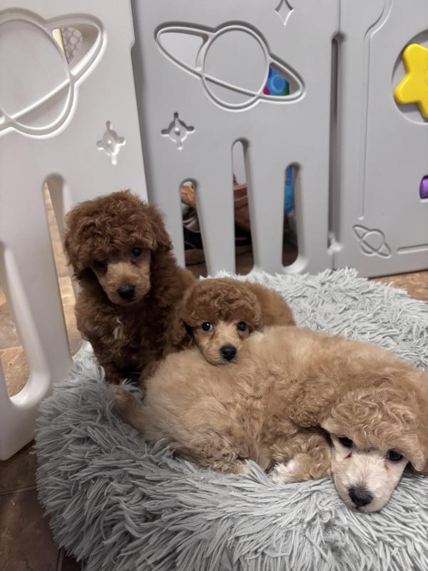 Toy Poodle