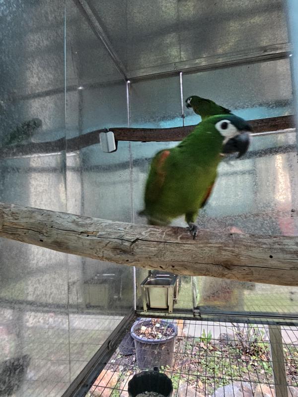 PAIR OF HAHNS MACAW