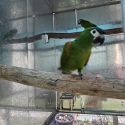 PAIR OF HAHNS MACAW
