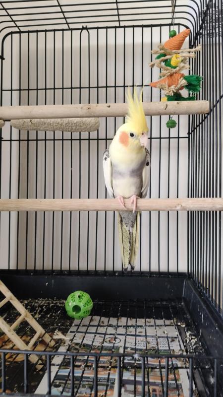 Rehoming Tame Hand Raised Male Cockatiel Epping Pick Up