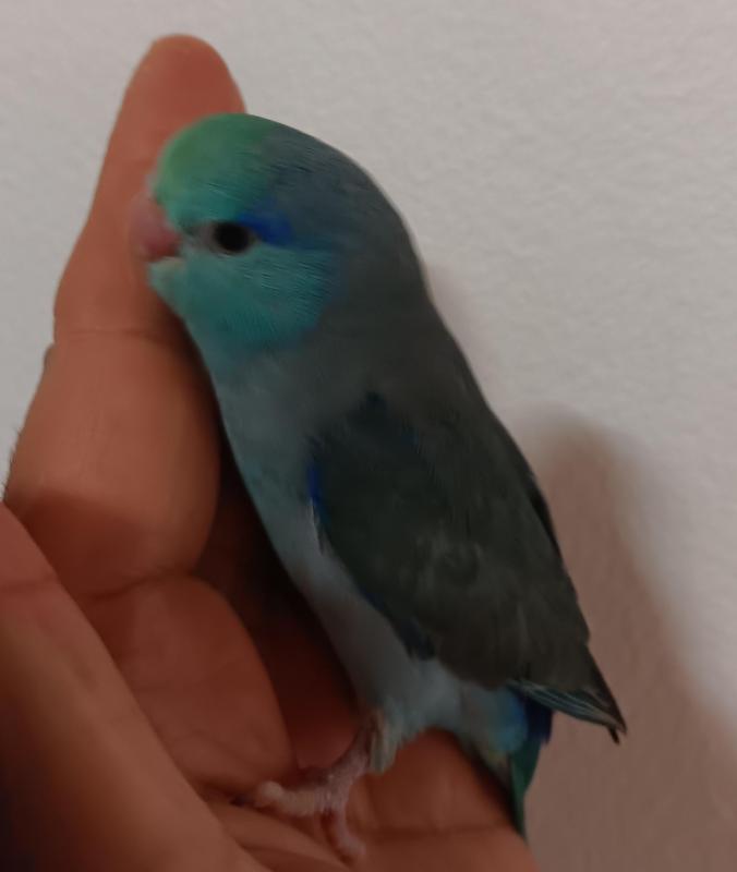Baby parrotlet hand raised super tame