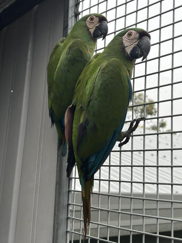 SEVERE MACAWS
