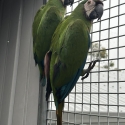 SEVERE MACAWS