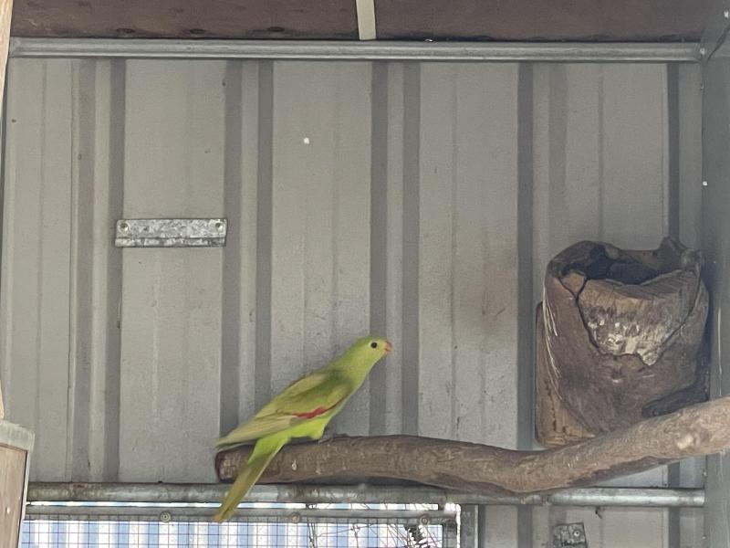 Cinnamon crimson wing parrot hen