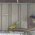 Cinnamon crimson wing parrot hen