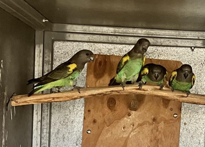 MEYERS PARROTS