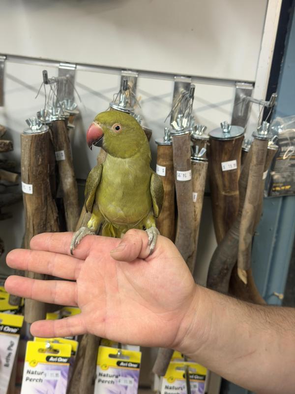 Handraised Indian ringneck 1 left !