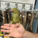 Handraised Indian ringneck 1 left !