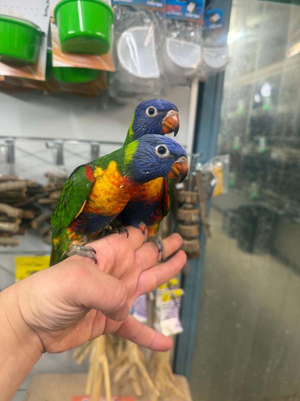 Handraised rainbow lorikeets