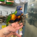 Handraised rainbow lorikeets