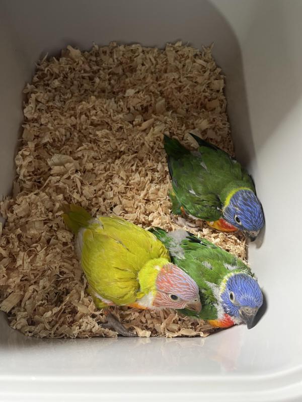 Handraised lorikeets