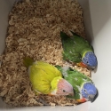 Handraised lorikeets
