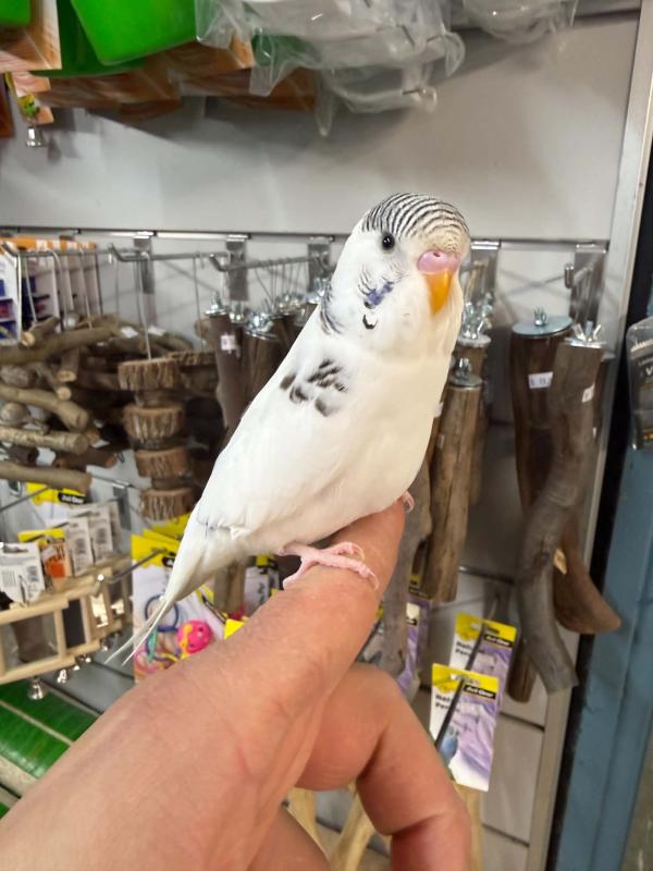 Handraised budgies