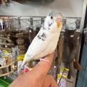 Handraised budgies