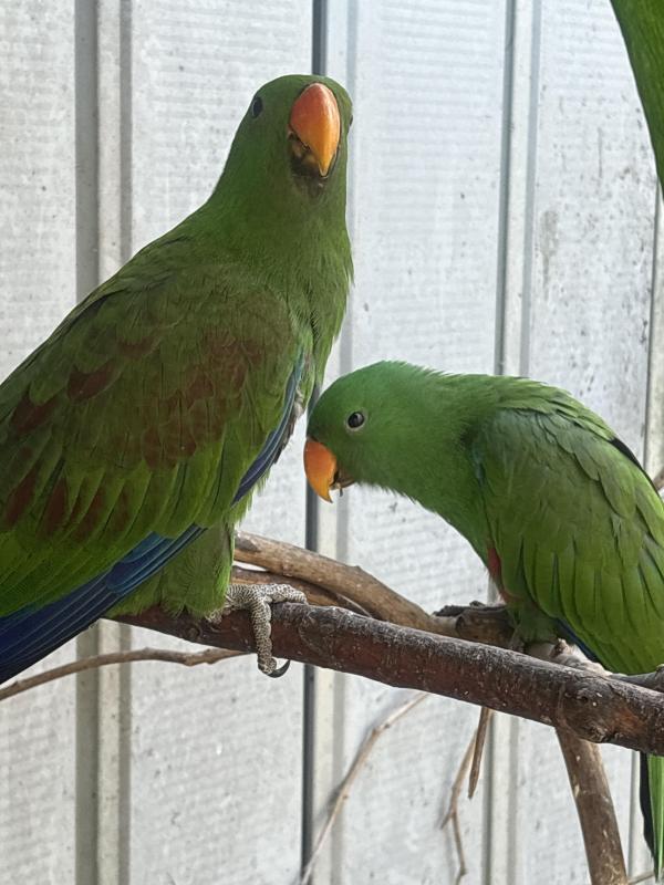 Eclectus Parrot Baby Boys