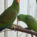 Eclectus Parrot Baby Boys