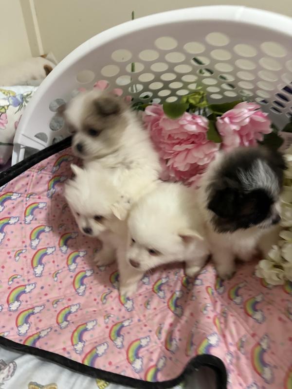 Five Pomeranian cross German spitspuppies