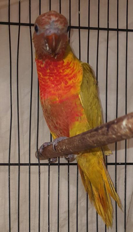 Eclectus and Lorikeets wanted