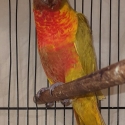 Eclectus and Lorikeets wanted