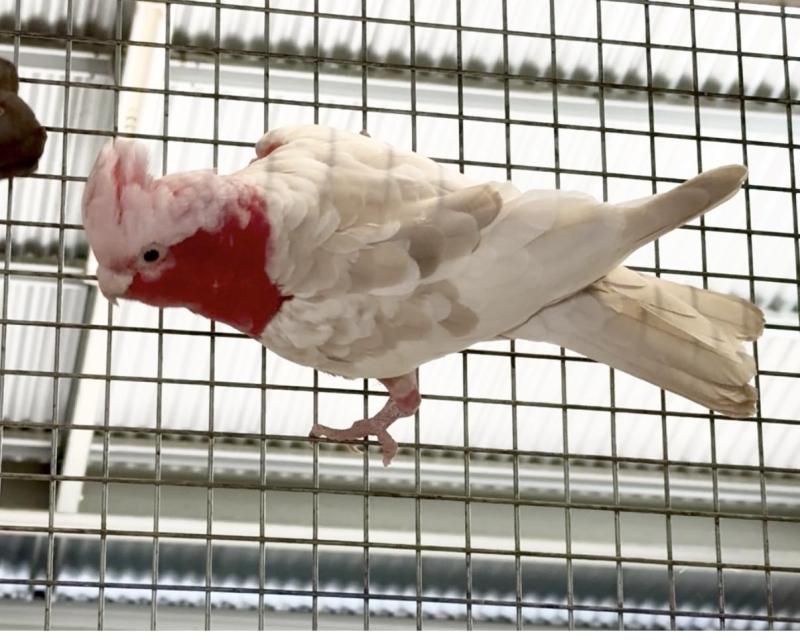 Blue/cinnamon Galah pair