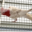 Blue/cinnamon Galah pair