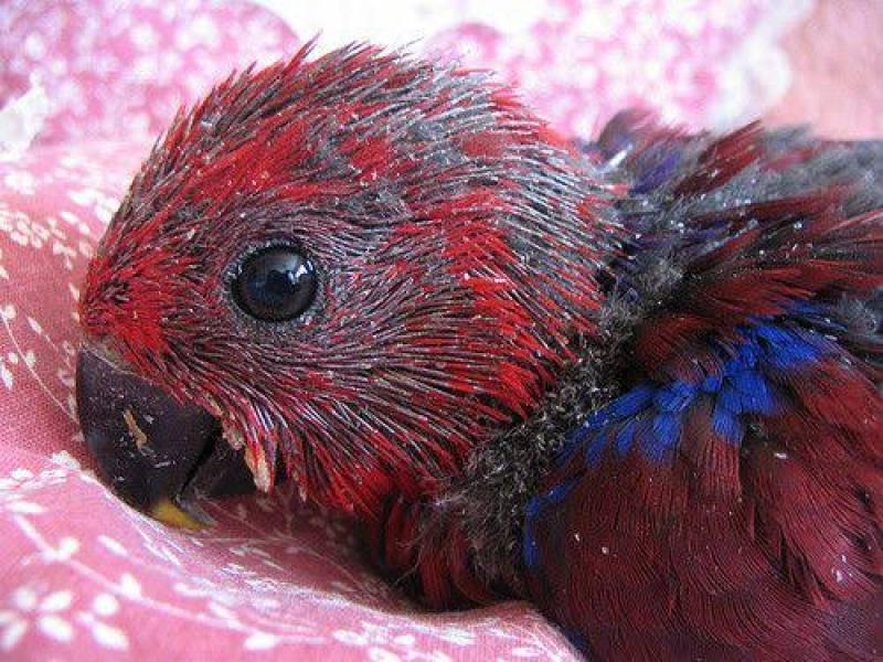 Eclectus  young hens