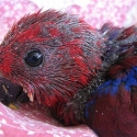 Eclectus  young hens