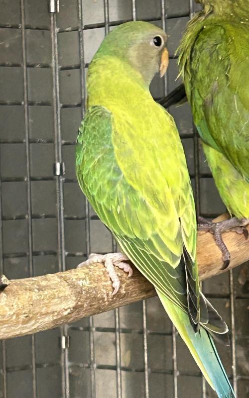 lutino/dilute/opaline plumhead mutations