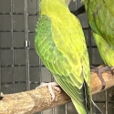 lutino/dilute/opaline plumhead mutations