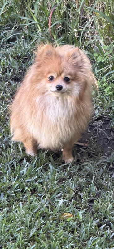 Two tiny adult Pomeranian females