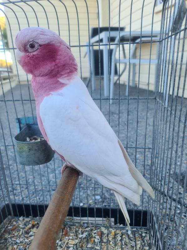 MALE LUTINO GALAH