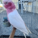 MALE LUTINO GALAH