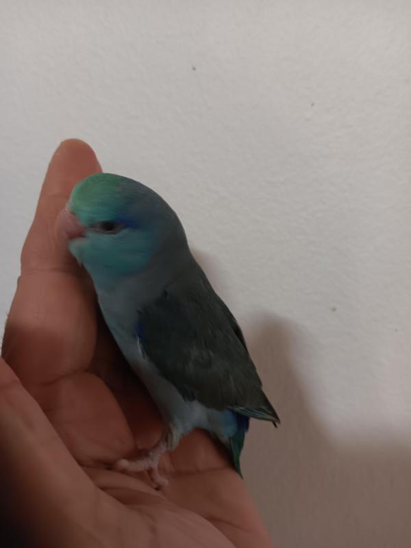 Baby parrotlet hand raised tame 8 weeks old