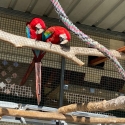 Green wing Macaws