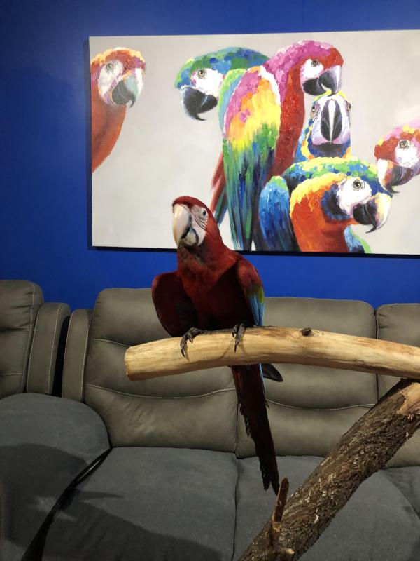 Green wing macaw hand raised