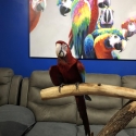 Green wing macaw hand raised
