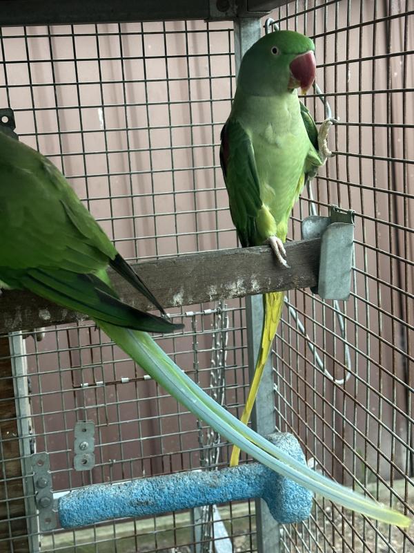 Alexandrine