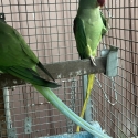 Alexandrine
